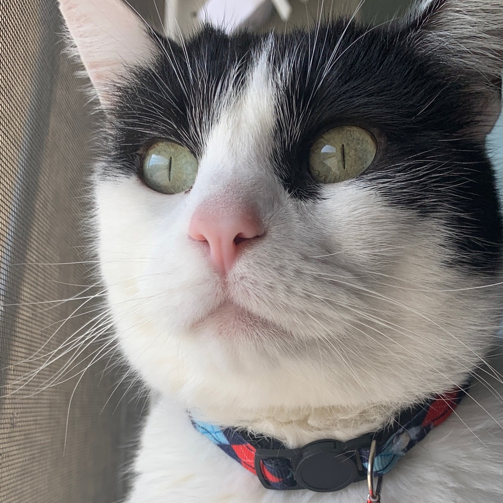 Meet your Posher, Maddie